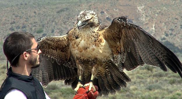 Facundo Barbar, biólogo especializado en aves rapaces, durante la liberación del ejemplar juvenil de águila mora. Foto Parque Nacional Nahuel Huapi
