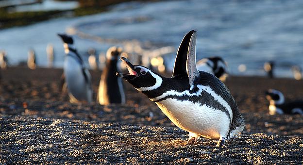 Pinguinos patagónicos 
