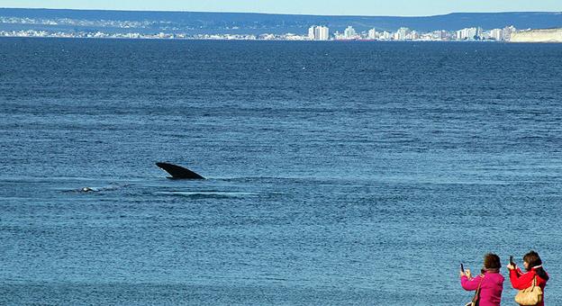 Avistaje de ballenas en el doradillo, al fondo puerto Madryn
