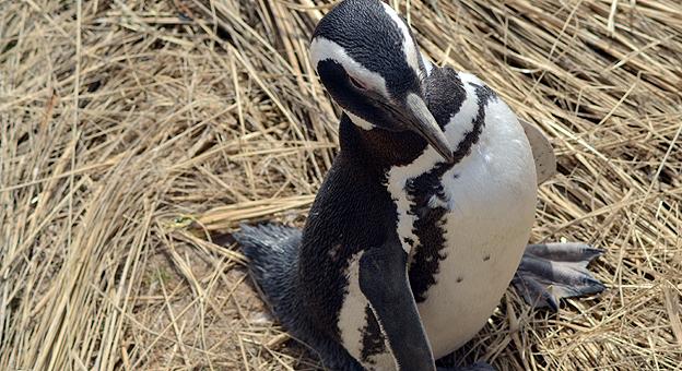 Pinguino de Magallanes