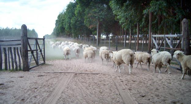 Festival de la esquila en Curuzú Cuatiá