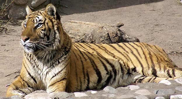 Tigre