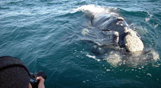 Avistaje de Ballenas embarcados