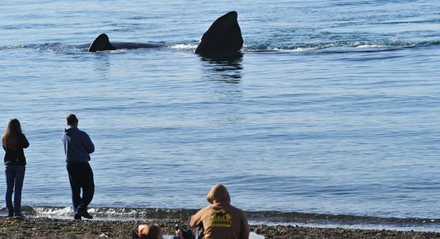 Avistaje de ballenas en Chubut