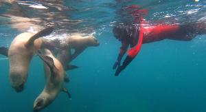 Buceo con lobos marinos
