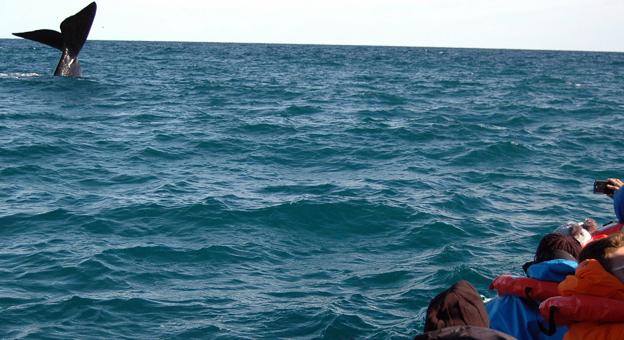 Avistaje de Ballenas embarcado