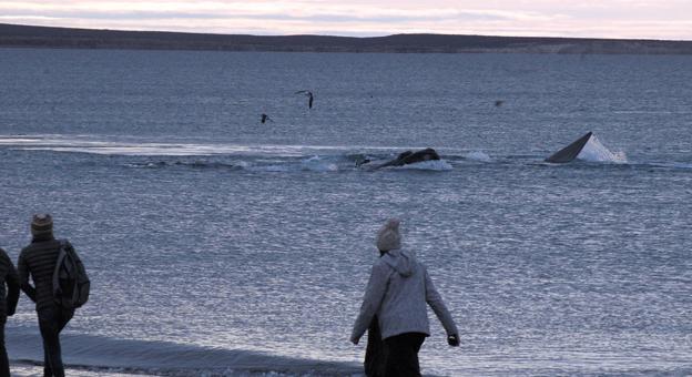 Avistaje de Ballenas en El Doradillo
