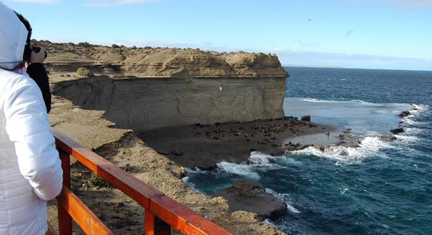 Avistaje de Lobos marinos