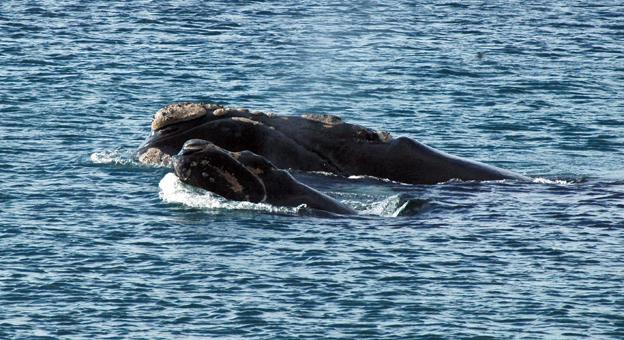 Ballena adulta con su cría en El Doradillo