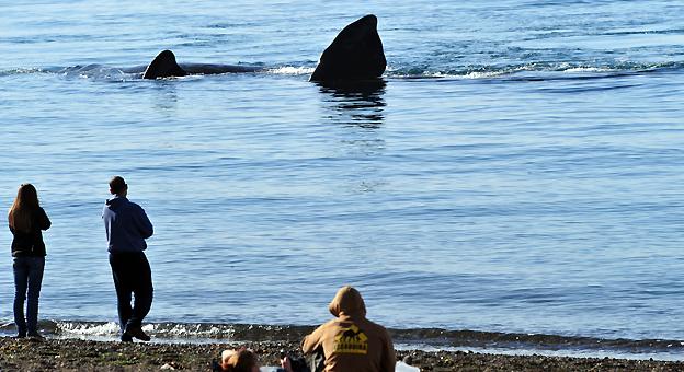 Playa El Doradillo, donde se observan las ballenas en la costa