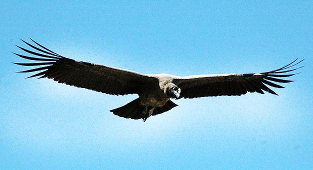 Condor juvenil en pleno vuelo