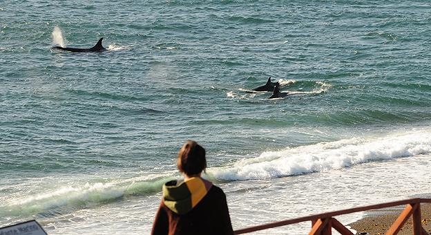 Madryn3