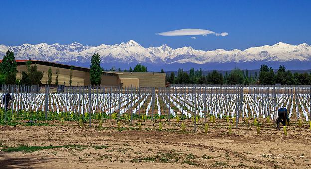 Bodega Mendoza Bodega Mendoza