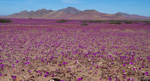 Desierto de Atacama floracion Desierto de Atacama floracion