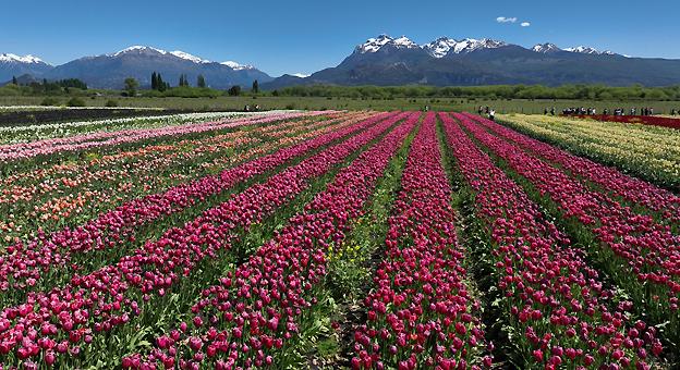 Trevelin tulipanes Trevelin tulipanes