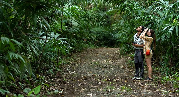 Birdwatching, Gamboa Rainforest Reserve Birdwatching, Gamboa Rainforest Reserve